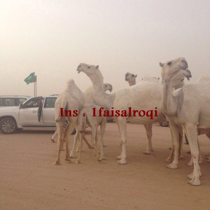 من نوادر عبدالله بن دلمخ السبيعي