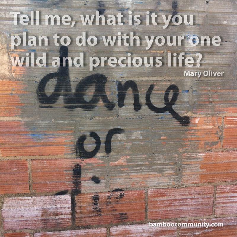 bamboo_tweet's tweet photo. What is it you plan to do with your one wild and precious life? #MaryOliver #quote #quoteoftheweek #bamboocommunity http://t.co/6gE0ioxQ6a