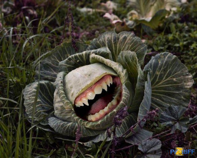 CoffmanFormat's tweet image. Зубастая капуста.