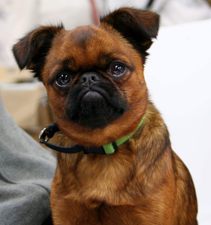 cindyt2972's tweet photo. @ReuniteALAnimal  Lost:Brussels Griffen. 2/13 near the Baldwin County Library / Robertsdale AL.  316-841-2648 http://t.co/h8MyH6mevg