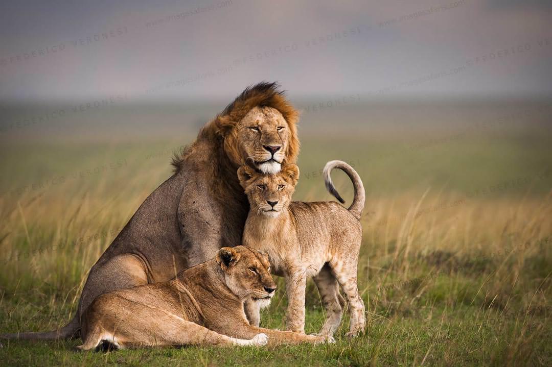 We have spaces available on our Photographic #Safari in Nov/Dec, find out more on 🌐 safariepisodes.com 📷🐘 #ttot #wildlifephotography #photosafaris #travel #photography #adventure #bucketlist #wildlifeseekers #kenya #safari