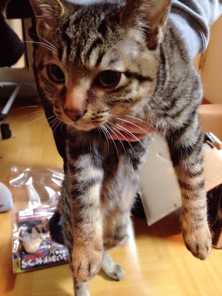 TheMorusaism's tweet photo. マホトと撮影してきた！
1年ちょいぶりくらいに家遊び行ったわ（笑）
むーととーふが可愛かった(*ˊૢᵕˋૢ*)

動画は来週UPしますのでお楽しみに！！！ http://t.co/T1uL4SE3aV