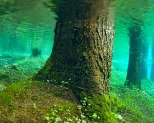 Под водой археологи нашли лес, которому 10 тысяч лет
diletant.ru/news/23821500/