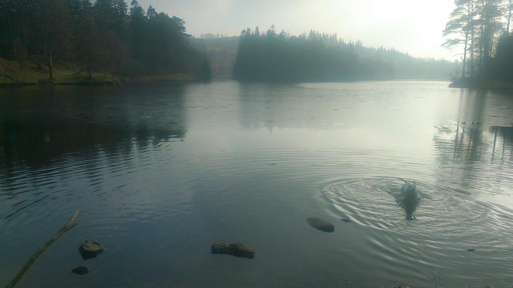 staffiewalking's tweet photo. Lovely afternoon at Tarn Hows, near Coniston. Only 1 dog though as Artie has had to go back into hospital :'( http://t.co/Tgcg7o8aeP