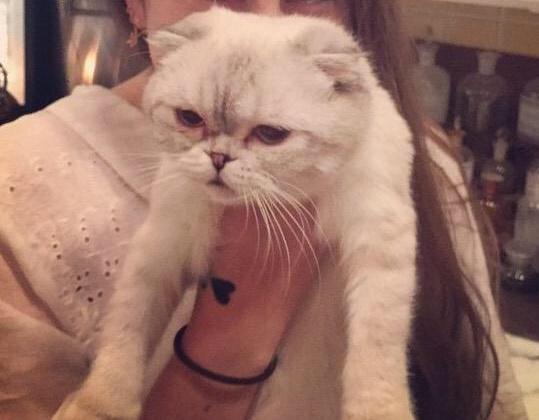 FinallySwift's tweet image. Olivia is even sad about all this hate. Look. #SwiftiesStandTogether