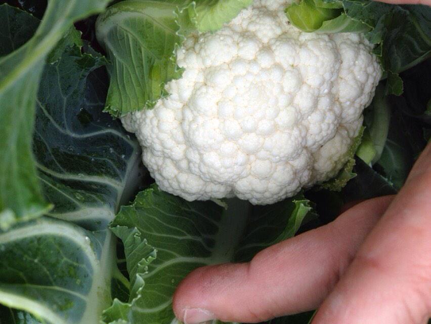 Coliflor todo el año para exportar desde Colombia