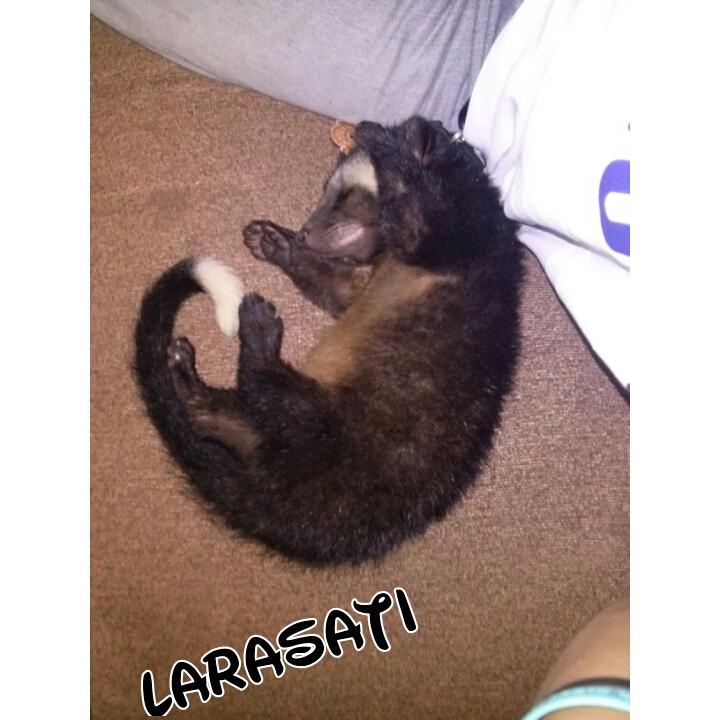 multi_ras's tweet image. Larasti musang kontes♥