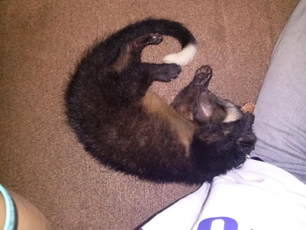 multi_ras's tweet image. Larasti musang kontes♥