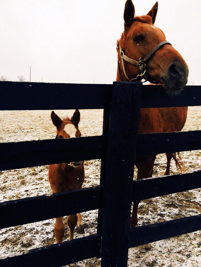VoodoomonRacing's tweet photo. Beautiful day in Kentucky. "The raggy colt often made a powerful horse."
- Irish Proverb http://t.co/QjQuYPEFTo