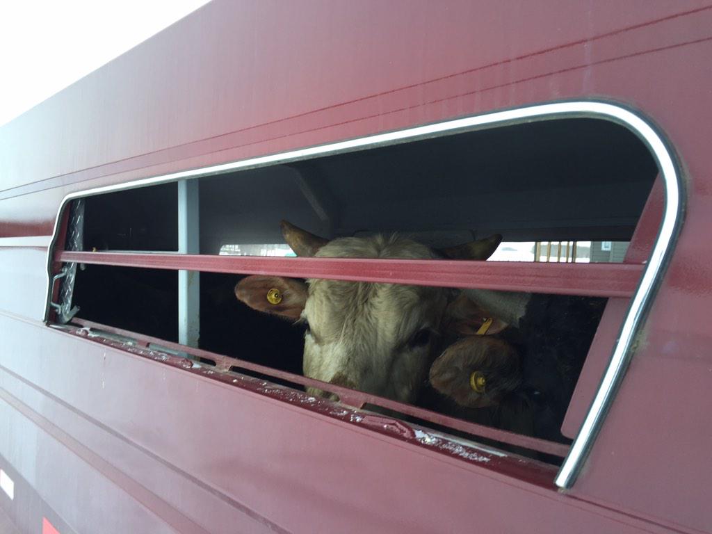 Bulls are loaded and ready to buck. Hitting the road!  #prospectbulls