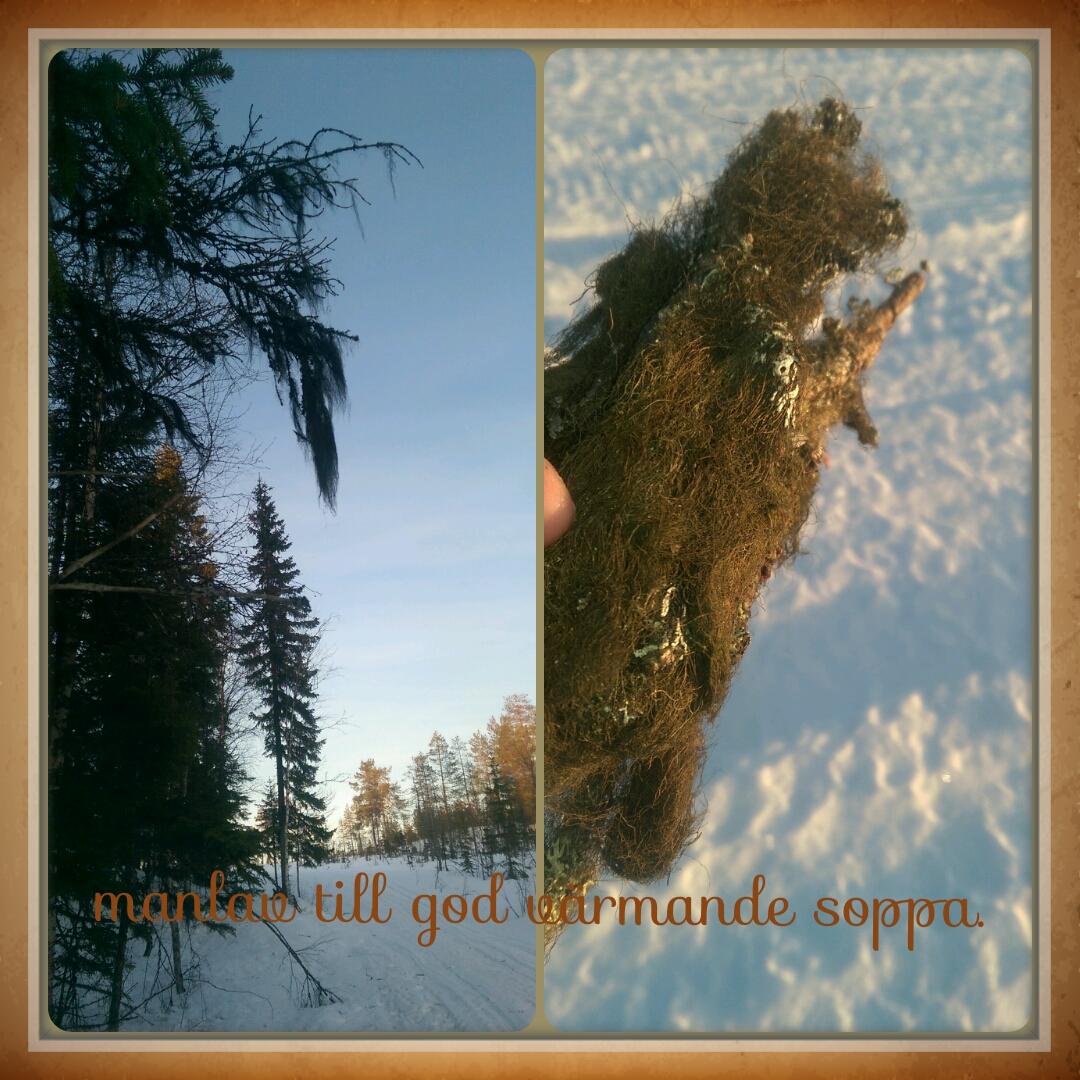 cThellbro's tweet image. #ÄktaNorrländskt lav används året runt till soppa. #ACpol # närproducerat #livskvalitet