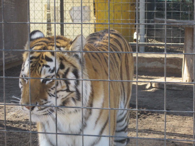 had a fun day v day feed the tigers and played with the critters at forever wild http://t.co/cQ4CEpl