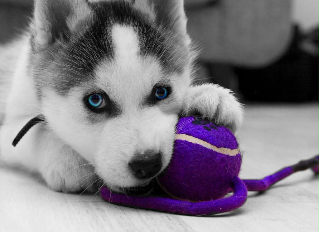 Siberian Husky ❄️😍
