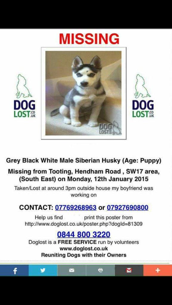 Melissa91xo's tweet image. @findmurphyhusky can we also share round this little man #GetMurphyHome #murphysarmy