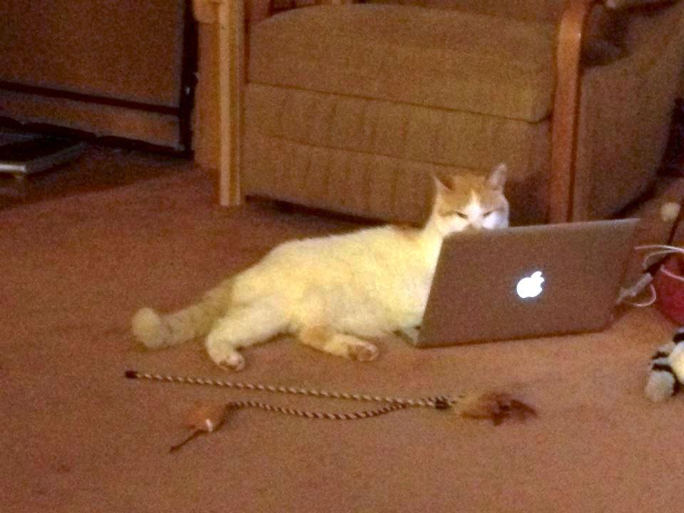 StarclanAdmiral's tweet photo. Jordan The Wonder Cat orders another #Fortiter #eBook

https://t.co/VtKpaQkOHp

#RT #books #bookworm #read #SciFiFri
https://t.co/hr6YY3yqbf