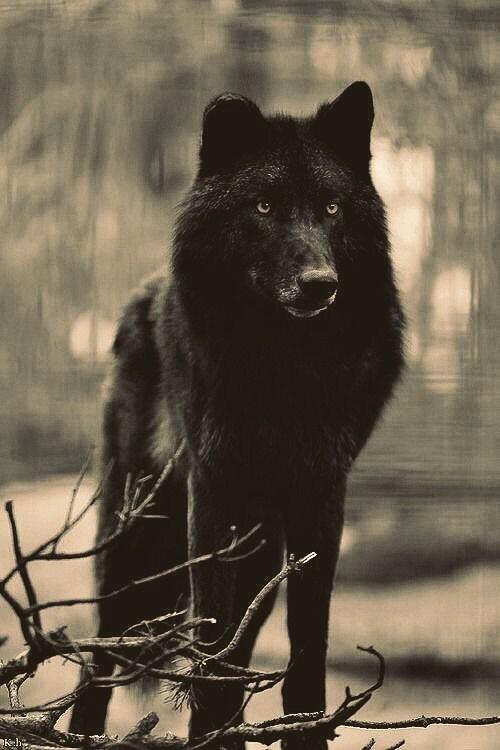 DANIROVIRA's tweet photo. Huomo homini lupus. 
(...sin ser el lobo nada de eso) http://t.co/9kwOEndjwL