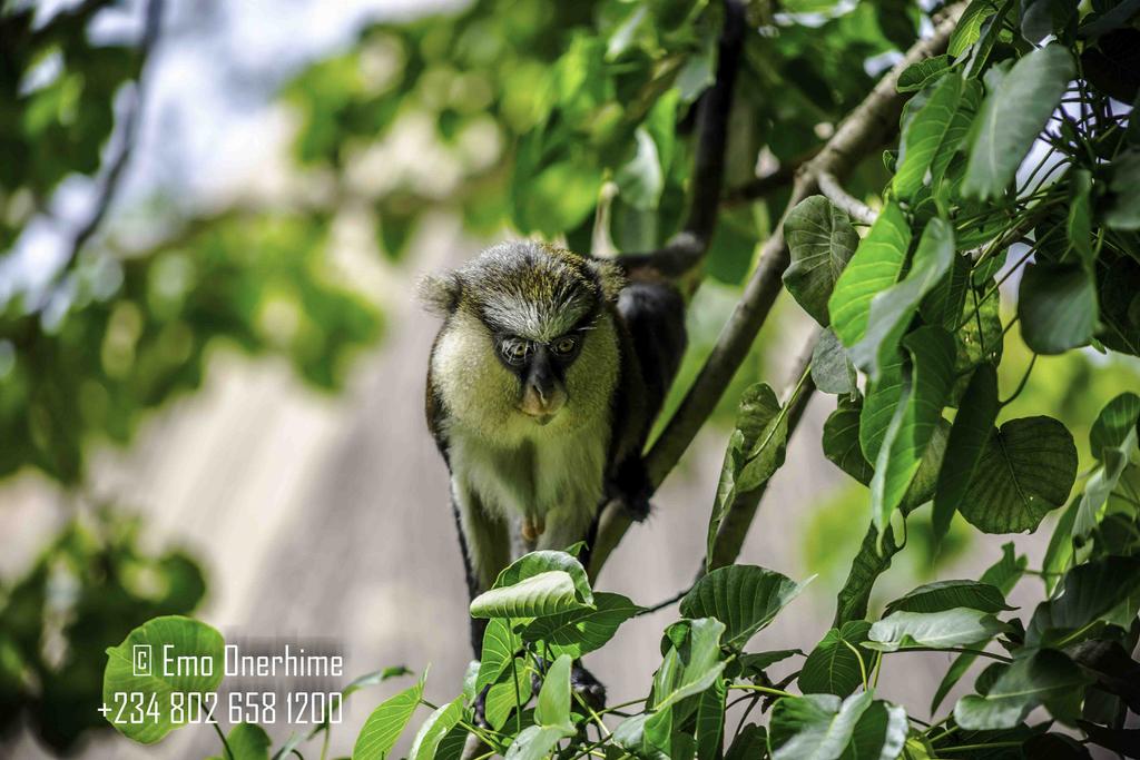 e1rhyme's tweet photo. #LekkiConservationCenter #NaturalReserve #MonarchMonkey @desmajek @NatGeo @NatGeoPhotos @natgeowild http://t.co/6OkmndLrZU