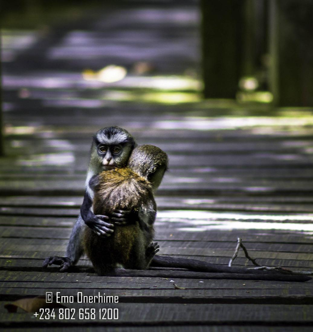 e1rhyme's tweet photo. #LekkiConservationCenter #NaturalReserve #MonarchMonkey @desmajek @NatGeo @NatGeoPhotos @natgeowild http://t.co/6OkmndLrZU
