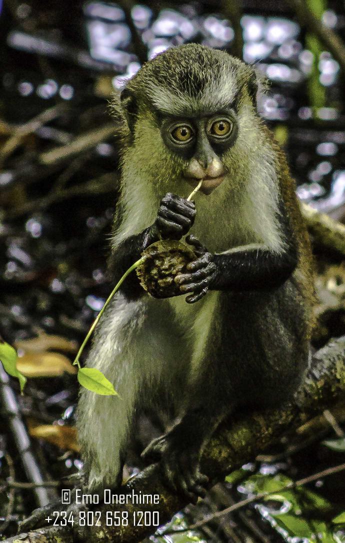 e1rhyme's tweet photo. #LekkiConservationCenter #NaturalReserve #MonarchMonkey @desmajek @NatGeo @NatGeoPhotos @natgeowild http://t.co/6OkmndLrZU