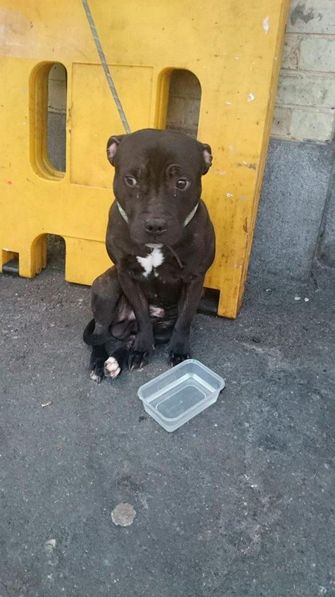Online campaign launched as 'crying' dog abandoned at train station: indo.ie/J5ClX