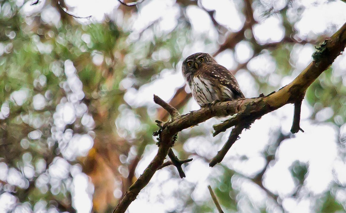 Latvijas &amp; Eiropas mazākā pūcīte apodziņš Ķemeru Nacionālajā parkā. ĶNP ligzdo ap 60 pāru šo pūču.  © Edgars Smislovs