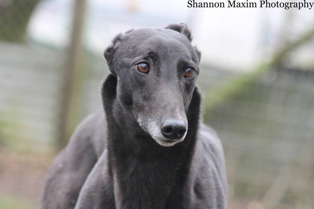 Hampshire Greyhound tweet media