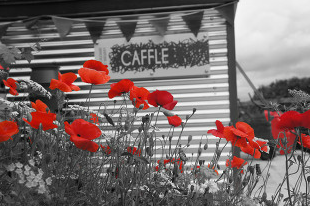 TheGrillBarrel's tweet image. New on the blog: @CaffleBrewery commence plans with a community hop growing co-op: bit.ly/1FPr9cK