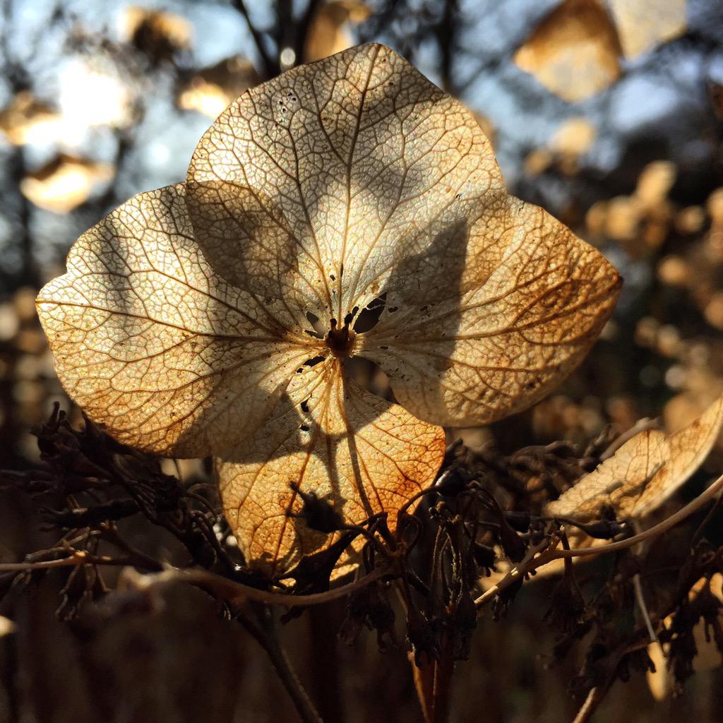 agiusml's tweet image. #delicate #hydrangea #winterstructure @exburygardens