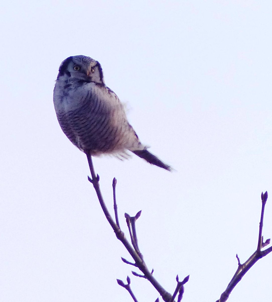 Šodien Vīdalē pirmoreizi izdevās ieraudzīt Svītraino pūci. Kā izrādās 30. novērojums kopš 1990.gada. Skaists putns!