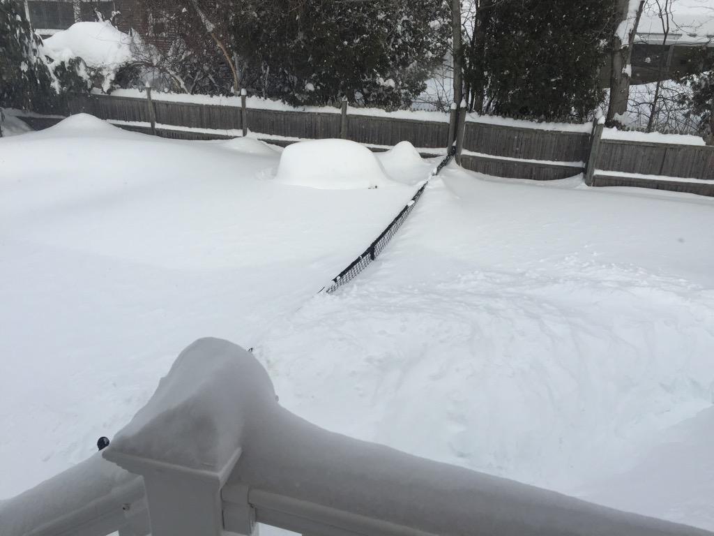 schoolqueen11's tweet image. Fences are ineffective at this point!!