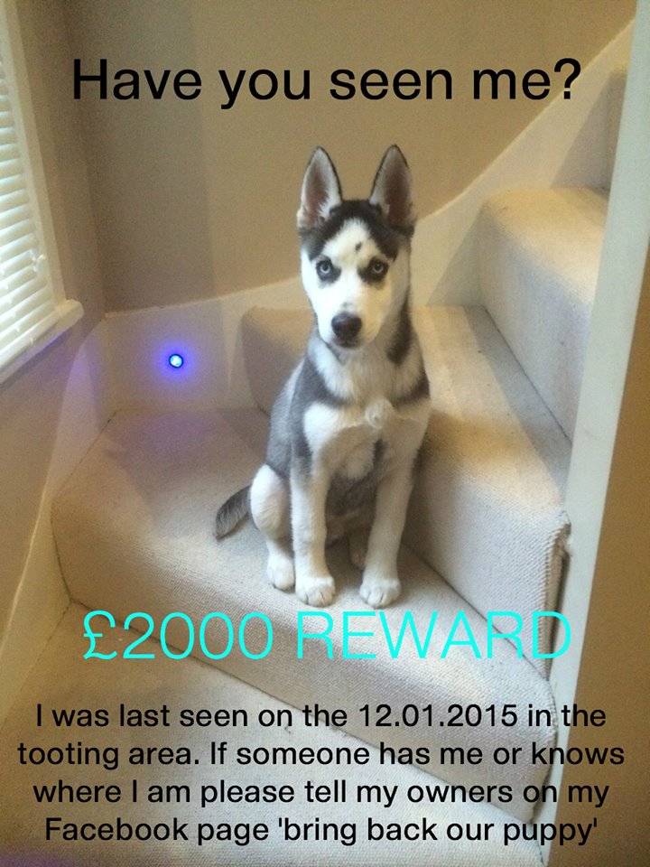 FurbabiesUk's tweet photo. *¨¨*:•:*¨¨*:•MISSING/STOLEN•:*¨¨*:•:*¨¨*SIBERIAN HUSKY Since 12/1/15 From Tootting SW17 FB  https://t.co/2U3ngdxQt0 http://t.co/0JJ6mnvhHW