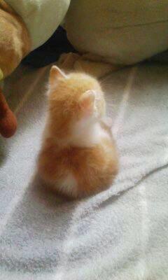 granpa782's tweet photo. ふわふわ（*'∀'人）♥*+
頬ずりしたくなっちゃうね。。。

#かわいいと思ったらRT
#もふもふ https://t.co/SyEdGOMq8j