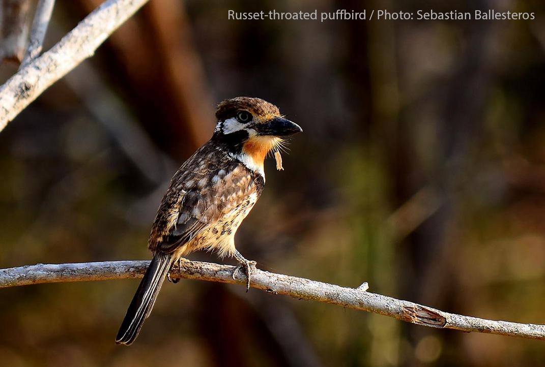 BirdColombia's tweet photo. Russet-Throated Puffbird!  #Colombia #birding http://t.co/PA5mSfe8Xb