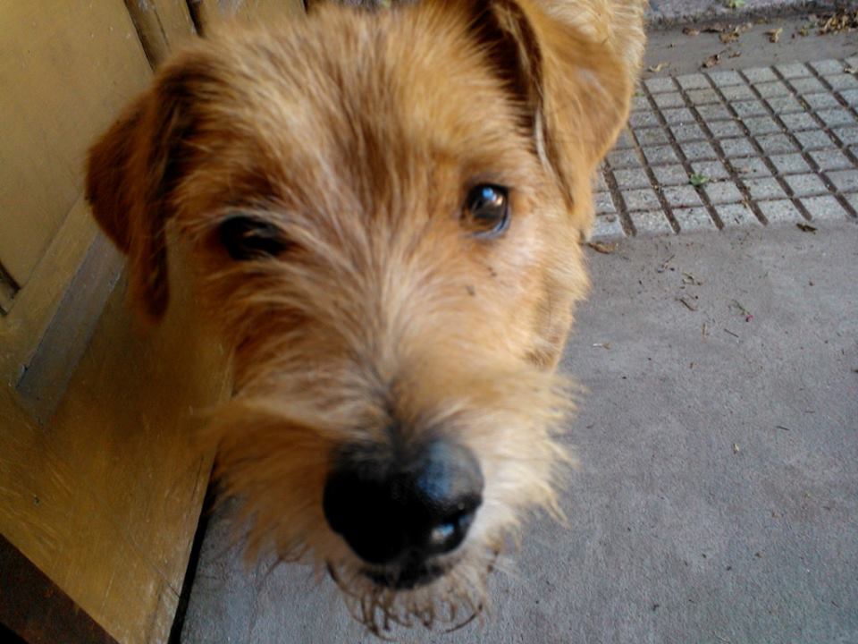 PerrosLibres tweet picture