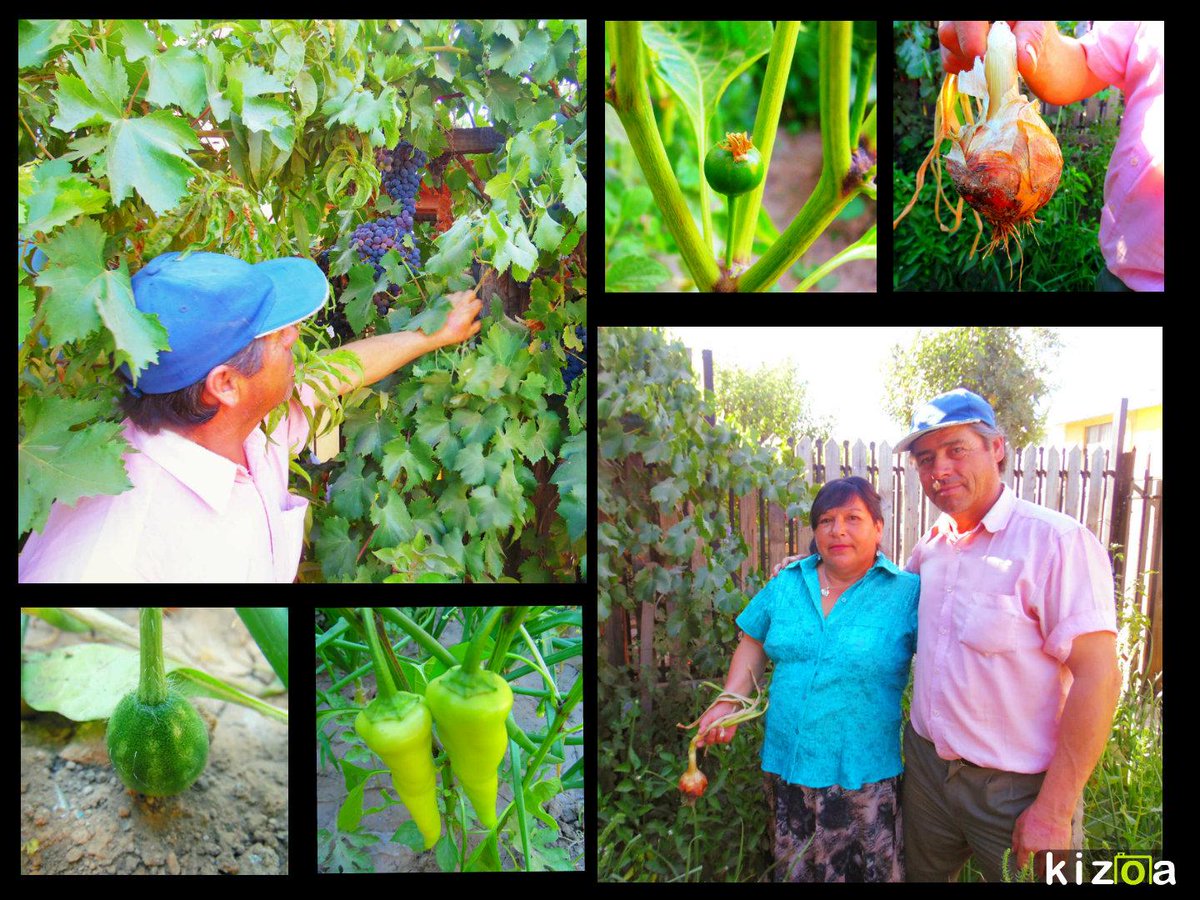 EcoturiLinares's tweet photo. MOTIVA TU HUERTA 
Familia del sector Nuevo Amanecer, los Muena Pincheira.
Huerta en el jardín de su casa http://t.co/9VKupGvpAS