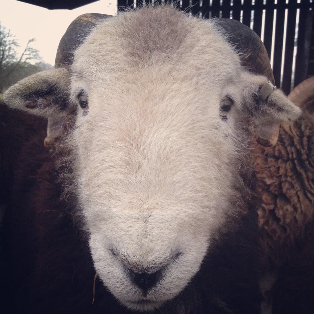 ISOTheGoodLife's tweet photo. AwsomeAmos & GorgeousGeorge practicing their winning smiles for the 2015show season! #herdwick #insearchofthegoodlife http://t.co/2WgFKU4e50