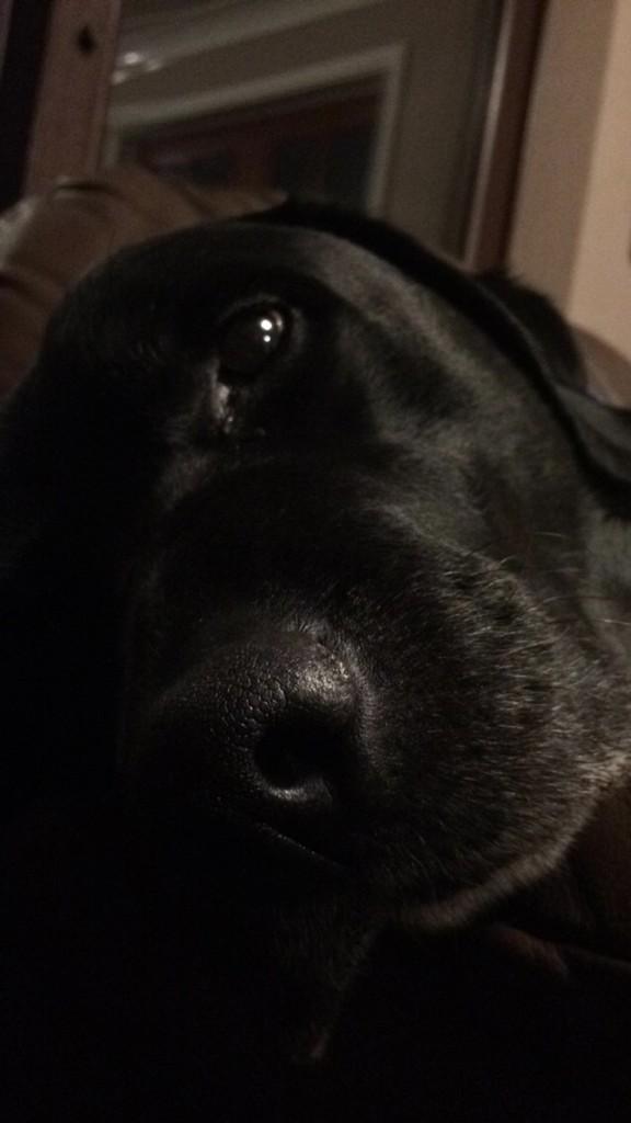 SW4BY's tweet photo. Gonna miss you so much Kenzie! Friendliest dog ever and will never forget you #bestfriendforever ❤️ 29/1/06-15/2/15 http://t.co/94bSD8zLFW