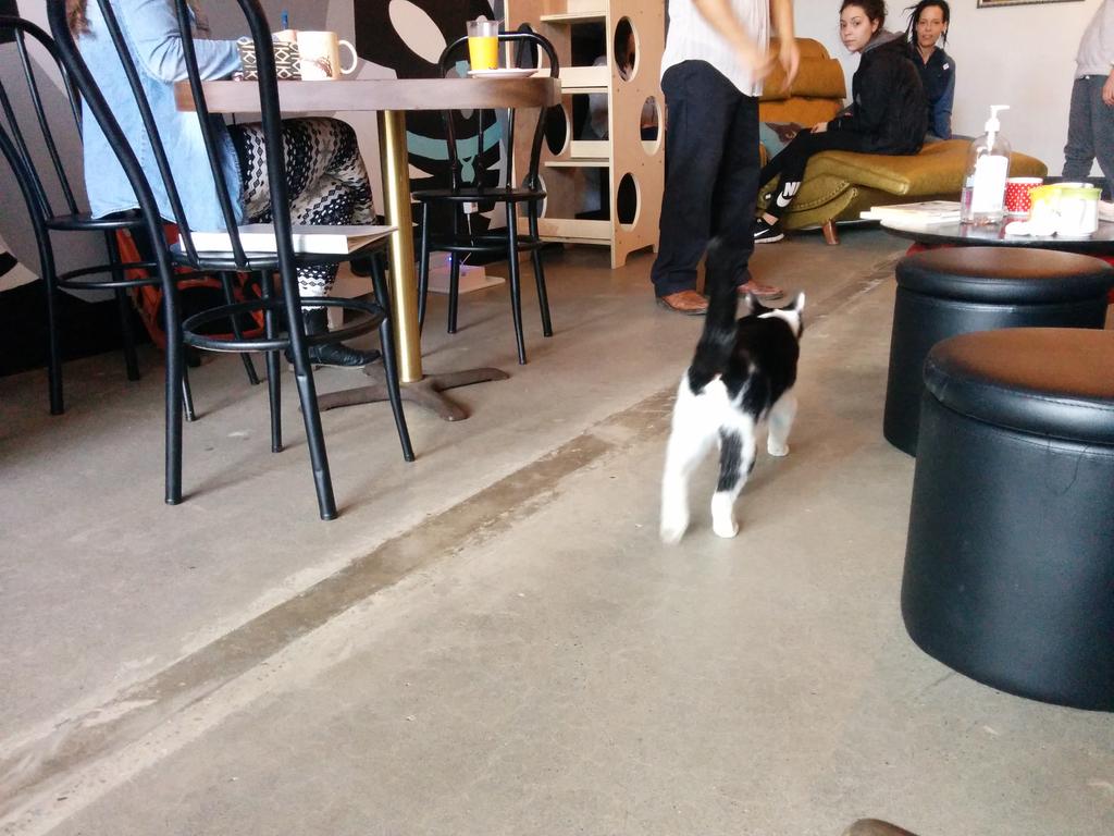 catmanpdx's tweet photo. #catman visits his bros at #purrington #cat place http://t.co/IXRG2MH3rW