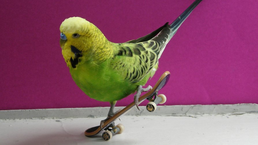 redbullESP's tweet photo. Tiembla, @Danny_Lion! Estos skaters quieren guerra http://t.co/BW6ejMfs1V Son los 6 animales que mejor patinan. http://t.co/Bbs2rHYCC2