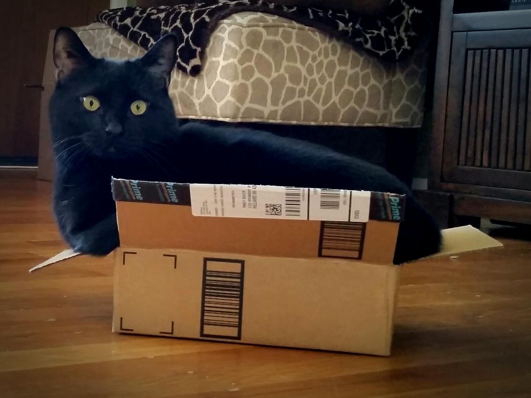 TracySeiler's tweet photo. @amazon Does this box make me look fat? ~ Vito #AmazonPrime #blackcats #fatcatproblems http://t.co/1MbRoUHsGT
