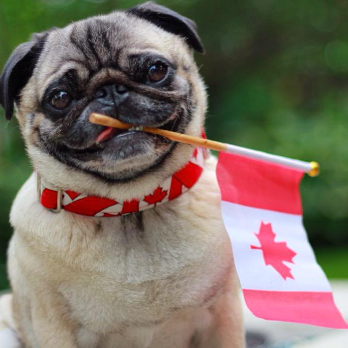 pug rescue canada igor pug on quot today canada s flag turns 50 pug proudcanadian canada pug rescue canada igor pug on quot today canada s flag turns 50 pug proudcanadian canada