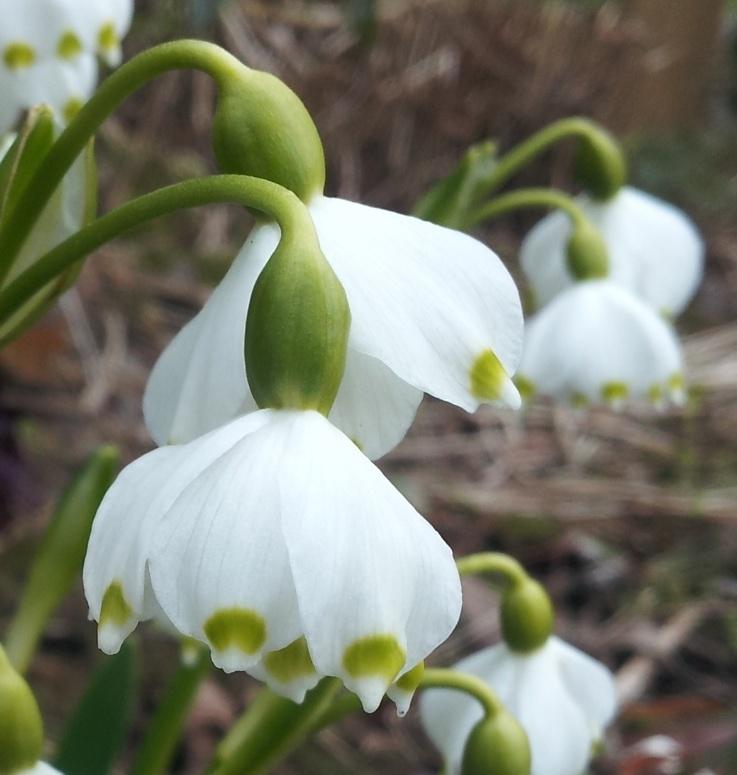 Littleashgarden's tweet image. Many thanks for the faves and RT'S tonight folks ☺