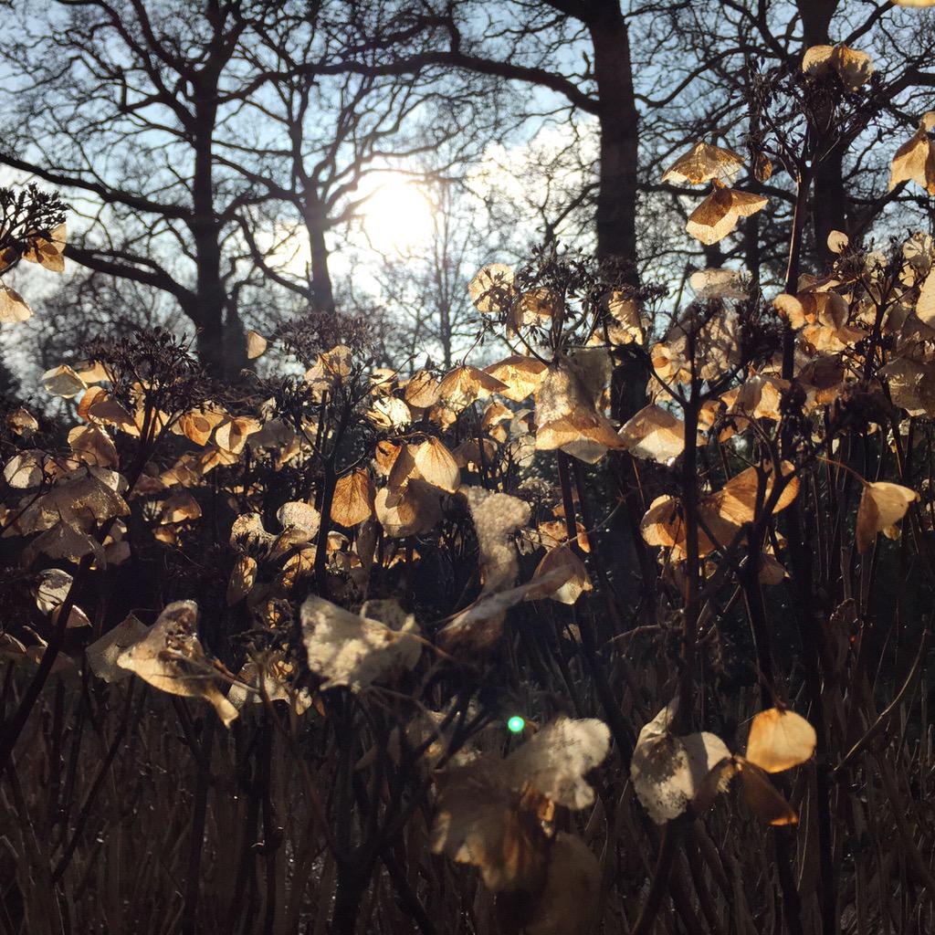 agiusml's tweet image. Dancing like a kaleidoscope of butterflies #winterstructure #hydrangea @exburygardens