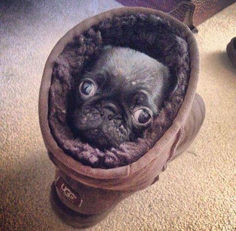 WeeklyChris's tweet photo. Pug in an UGG on the rug looking snug 😎 thug . http://t.co/izosRTKHC6