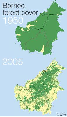 WhyPawse's tweet photo. We need our wildlife NOW more than ever! #Sabah http://t.co/sOTYHmCEfB