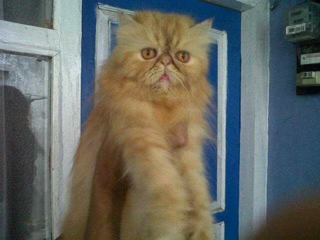 IniTcat's tweet photo. Ini jantan apa betina?"@dikdik14391533: http://t.co/OyAk2NBw5p"