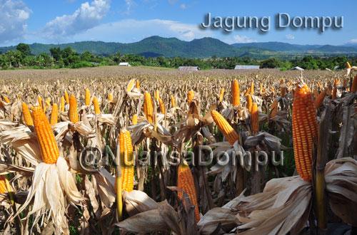 Potensi Jagung Dompu <a href="/NuansaDompu/">Nuansa Dompu</a>