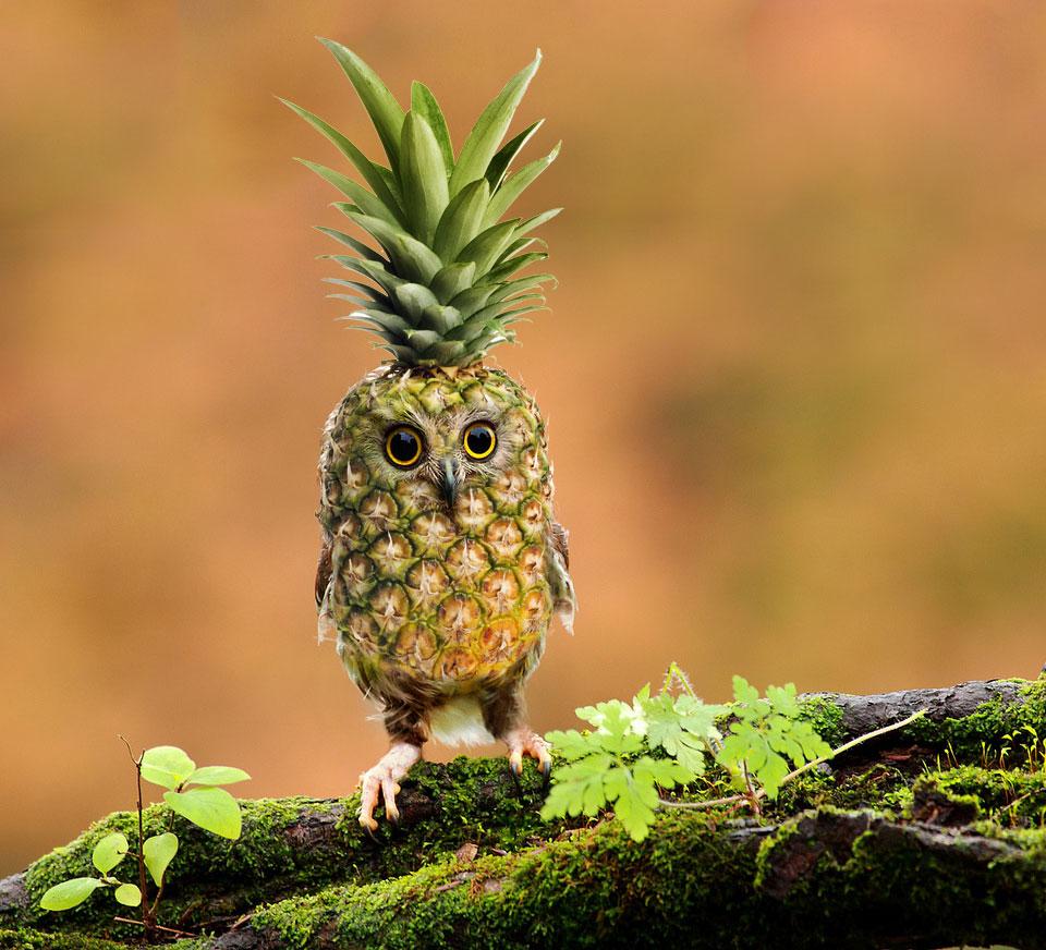 Hybrid Animals (@HybriddAnimals) / Twitter Hybrid Animals (@HybriddAnimals) / Twitter