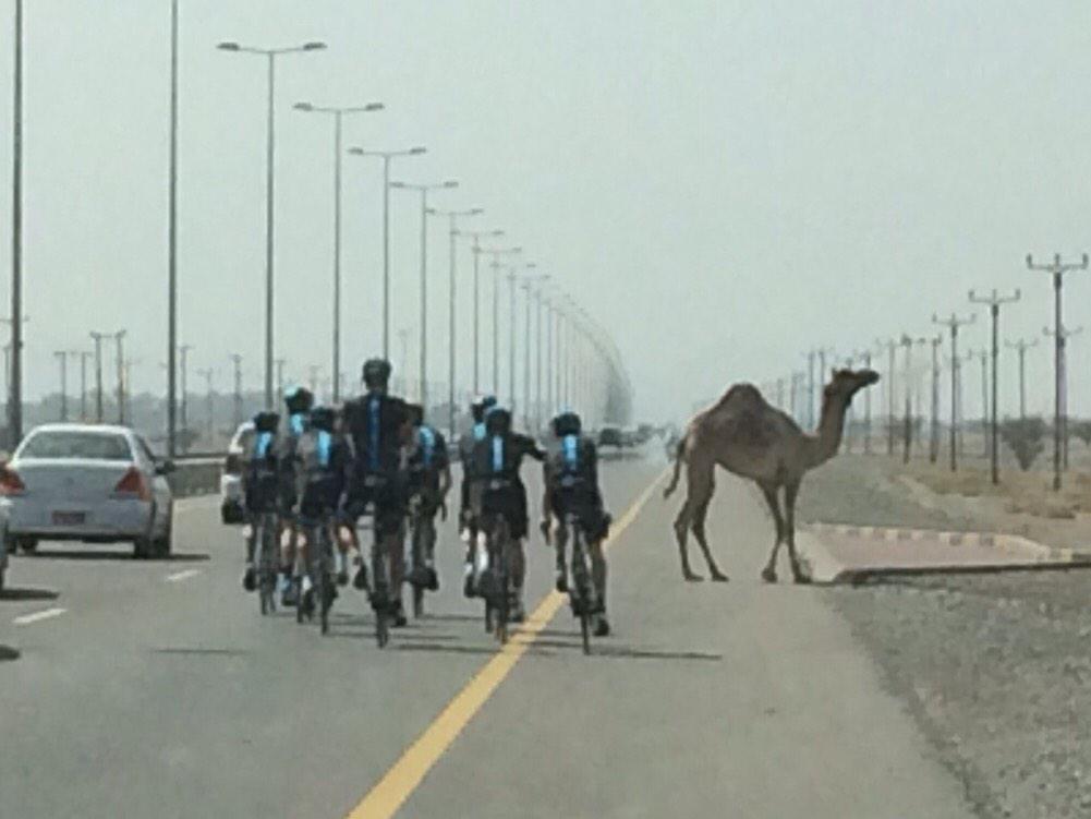 INEOSGrenadiers's tweet image. Well that was a first! We've never experienced a roadblock like this before!   #TourofOman