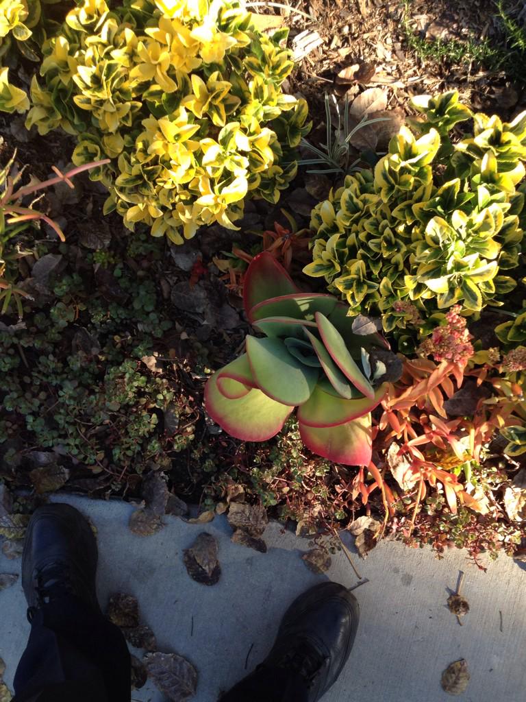 SmarterGarden's tweet photo. Colorful succulents with Euonymous 'Old Gold' http://t.co/hWIwIkfTRD